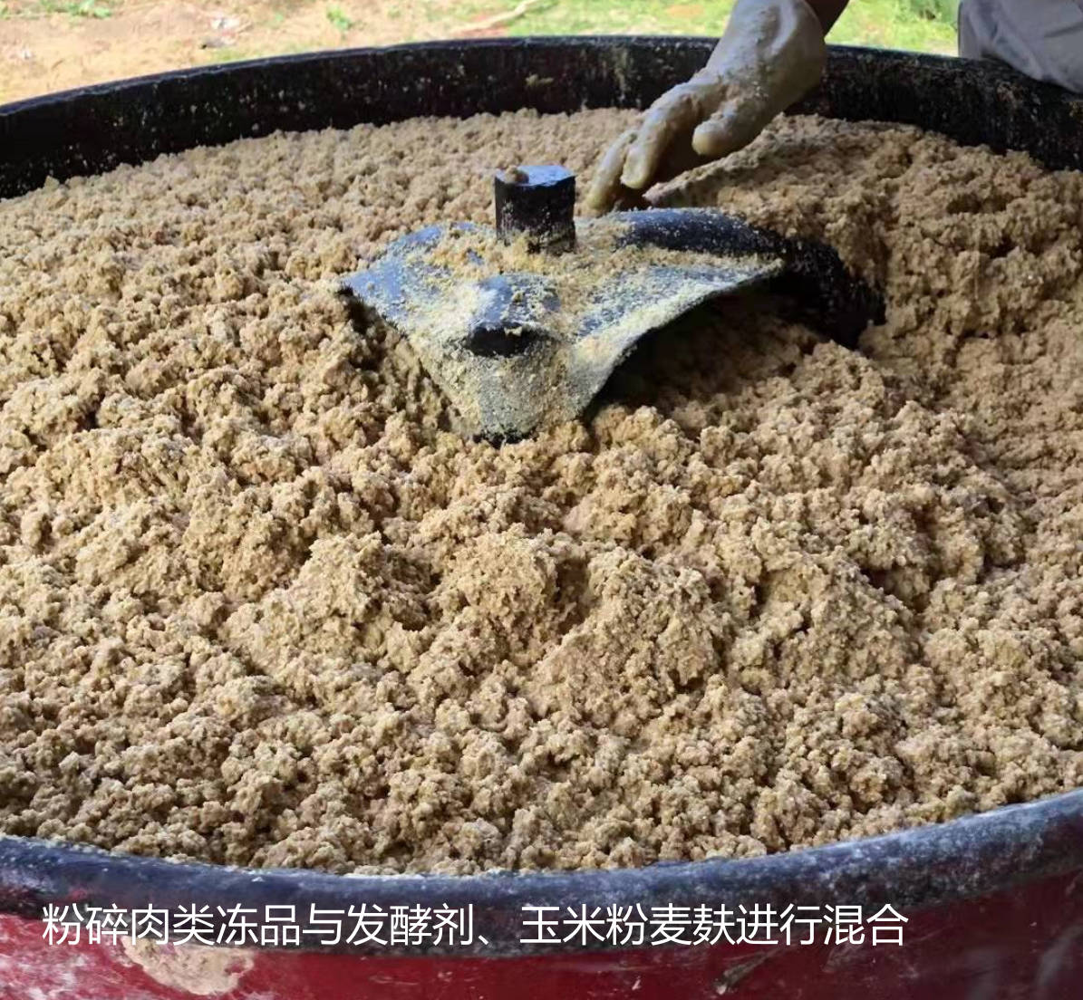 粉碎肉類凍品與發(fā)酵劑、玉米粉麥麩進(jìn)行混合.jpg