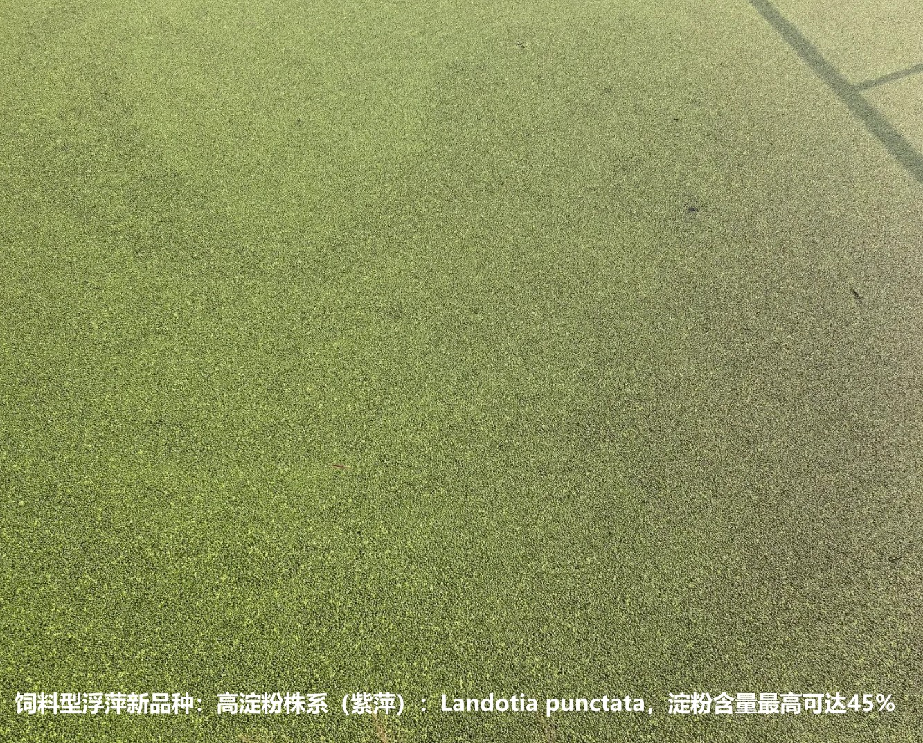 飼料型浮萍新品種：高淀粉株系（紫萍）：Landotia punctata，國際編號0001，淀粉含量最高可達45%.jpg