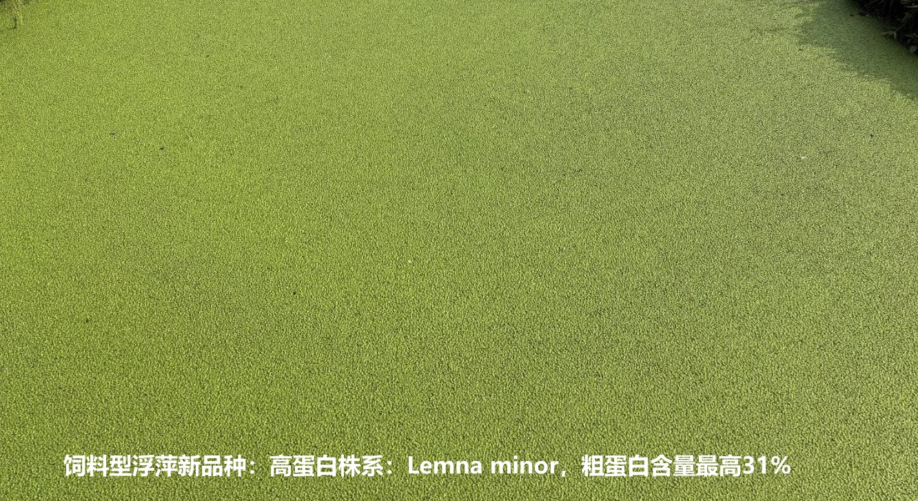 飼料型浮萍新品種：高蛋白株系：Lemna minor，國際編號7868，粗蛋白含量最高31%.jpg