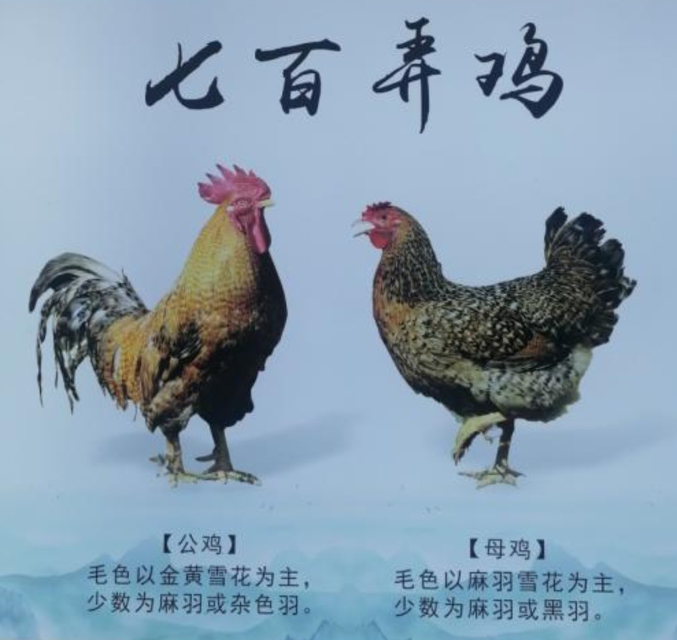 七百弄雞.jpg
