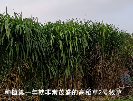 高稻2號1.png