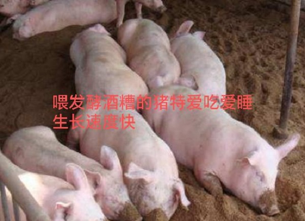 酒糟2.jpg