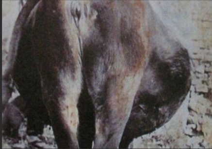 屏幕截圖_11-4-2025_9940_cn.bing.com.jpeg