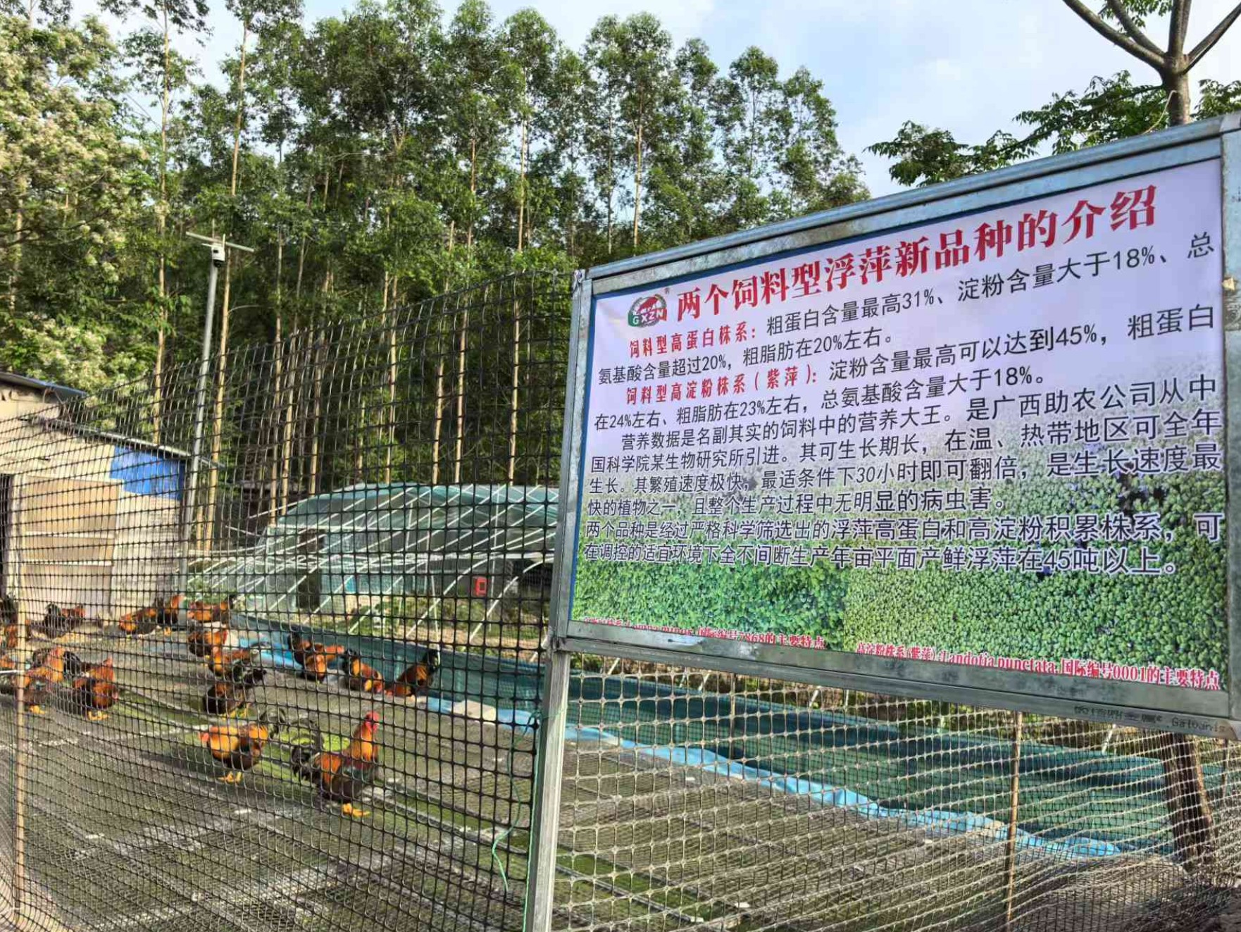 一種耦合浮萍培養(yǎng)、發(fā)酵床與節(jié)糧型低成本養(yǎng)殖禽類的生態(tài)循環(huán)方法3.jpg