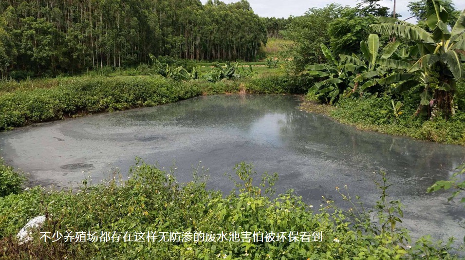 不少養(yǎng)殖場都存在這樣無防滲的廢水池害怕被環(huán)?？吹?jpg
