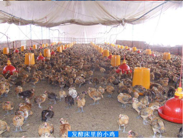 活力發(fā)酵床3.png