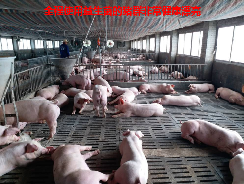 養(yǎng)豬專用復(fù)合益生菌6.jpg