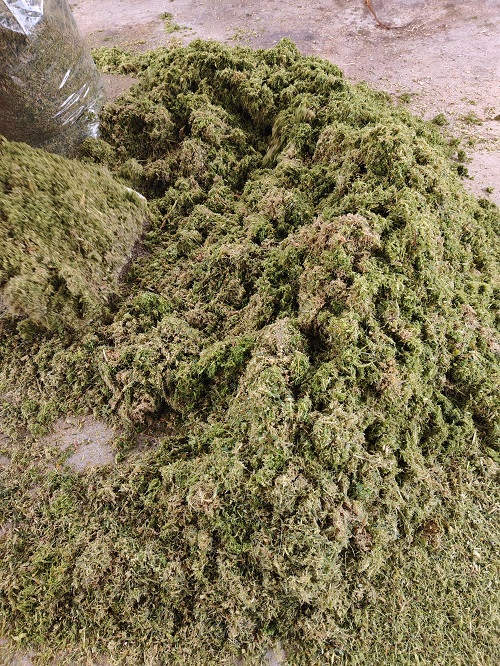 牧草4.jpg