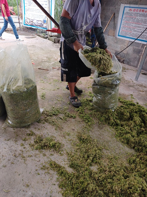 牧草5.jpg