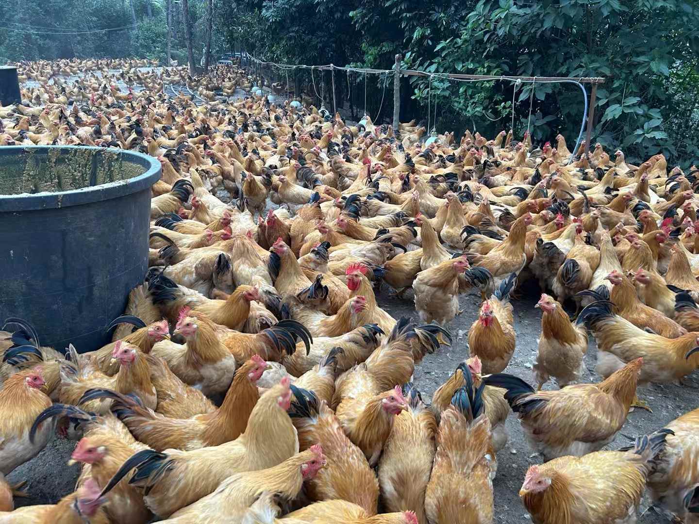 發(fā)酵飼料養(yǎng)雞降本增效明顯，雞場不臭雞病少雞肉香1.jpg