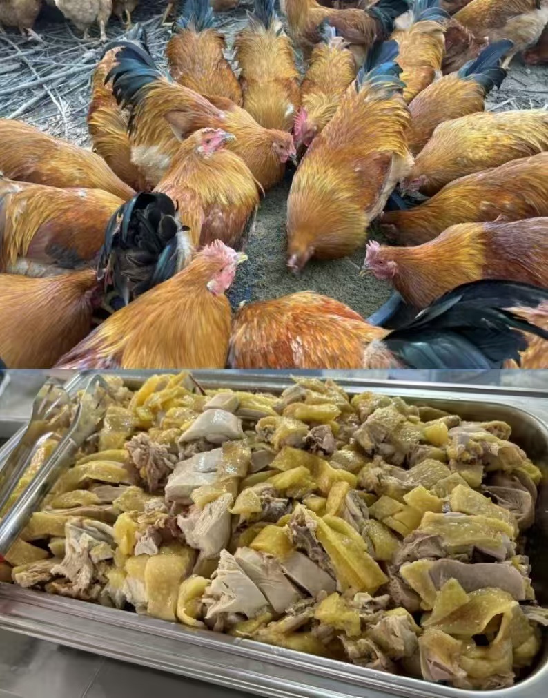 牧草雞3.jpg