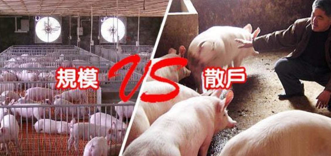 規(guī)模豬場(chǎng)VS散養(yǎng)豬場(chǎng).jpg