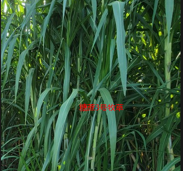 糖蔗3號(hào)牧草.png
