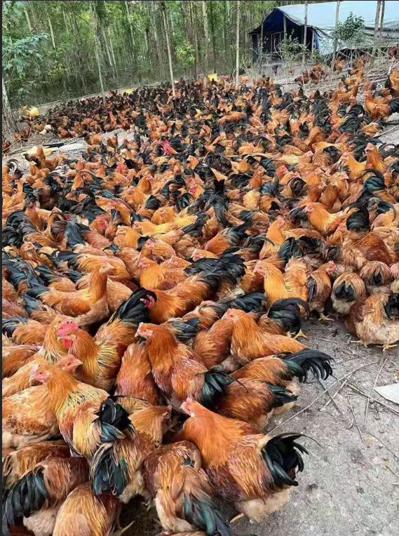 截圖20260421093542.png