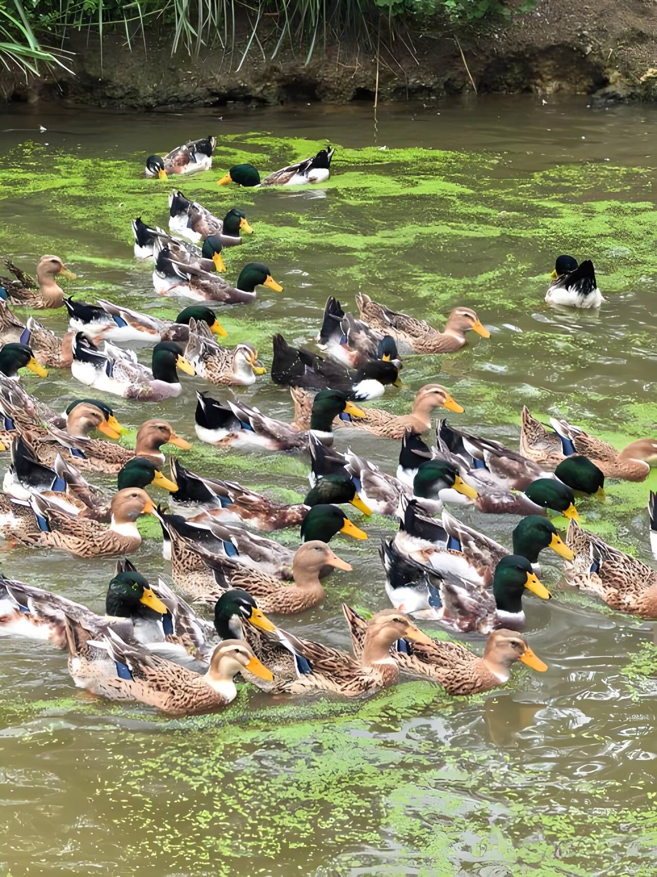 7a9e26aac4966d5f0f59eaf5f20d78e2_720.jpg