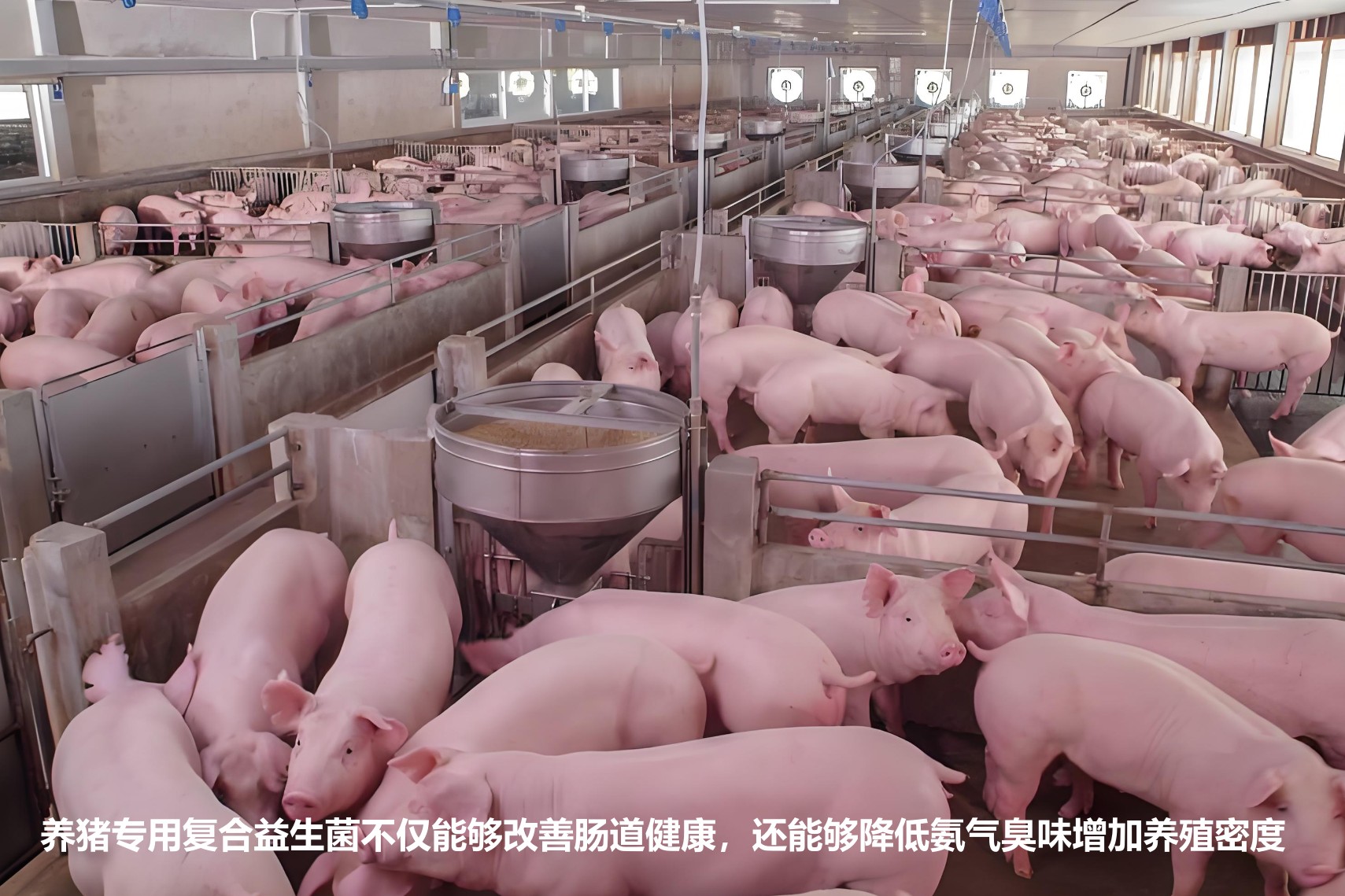 養(yǎng)豬專用復(fù)合益生菌不僅能夠改善腸道健康，還能夠降低氨氣臭味增加養(yǎng)殖密度.jpg