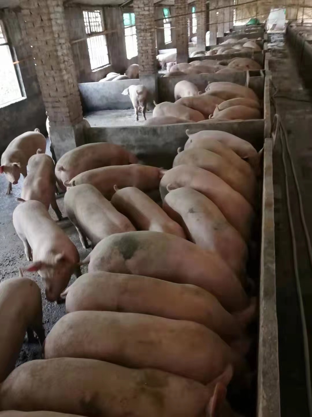 使用發(fā)酵飼料的豬場.jpg