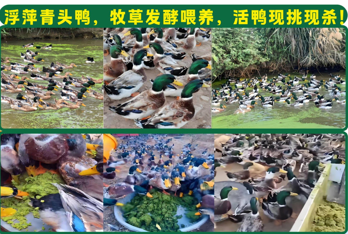 浮萍鴨現(xiàn)殺.jpg