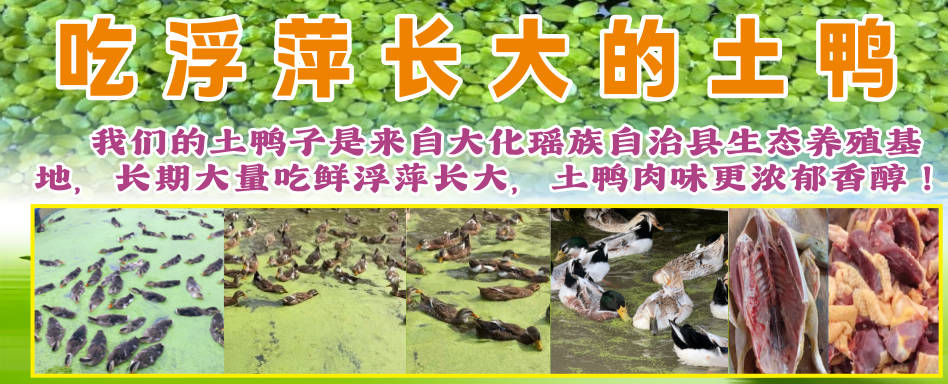 吃浮萍長(zhǎng)大的鴨.jpg