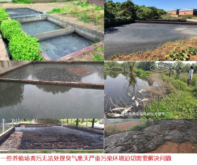 一些養(yǎng)殖場糞污無法處理臭氣熏天嚴重污染環(huán)境迫切需要解決問題.jpg