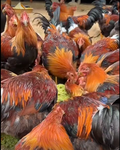 QQ瀏覽器截圖20260929215804.png